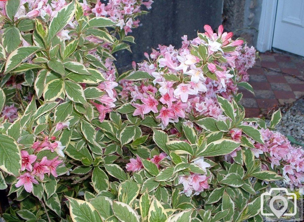 Cultivated shrub in a Heamoor front garden