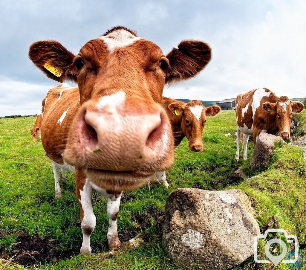 CURIOUS COWS II