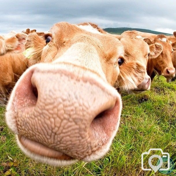 CURIOUS COWS IV