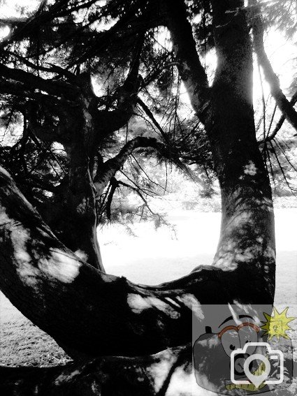 Curvy Tree