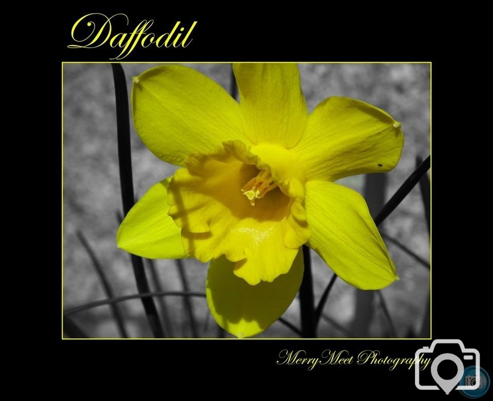 Daff