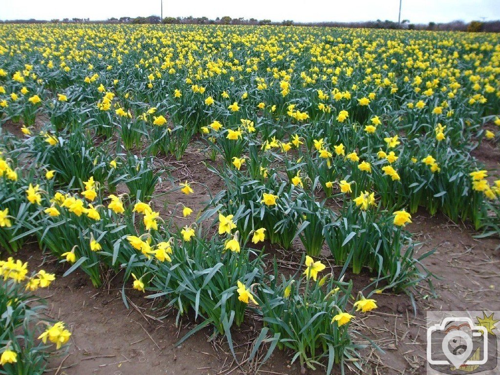 Daffodil fields near Chyenhal - 5April10