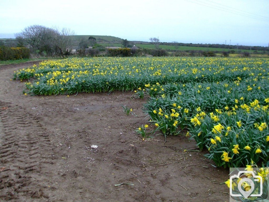 Daffodil fields near Chyenhal - 5April10