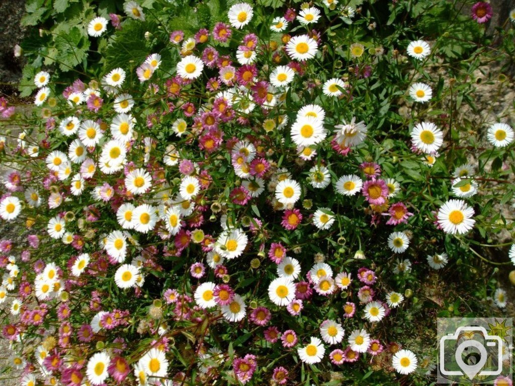 Daisies - but what variety? St John's Tce - 6th June, 2009