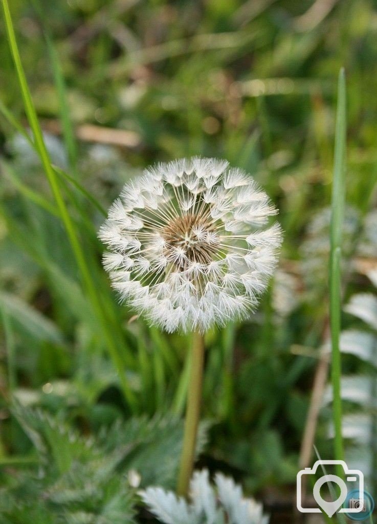 Dandelion