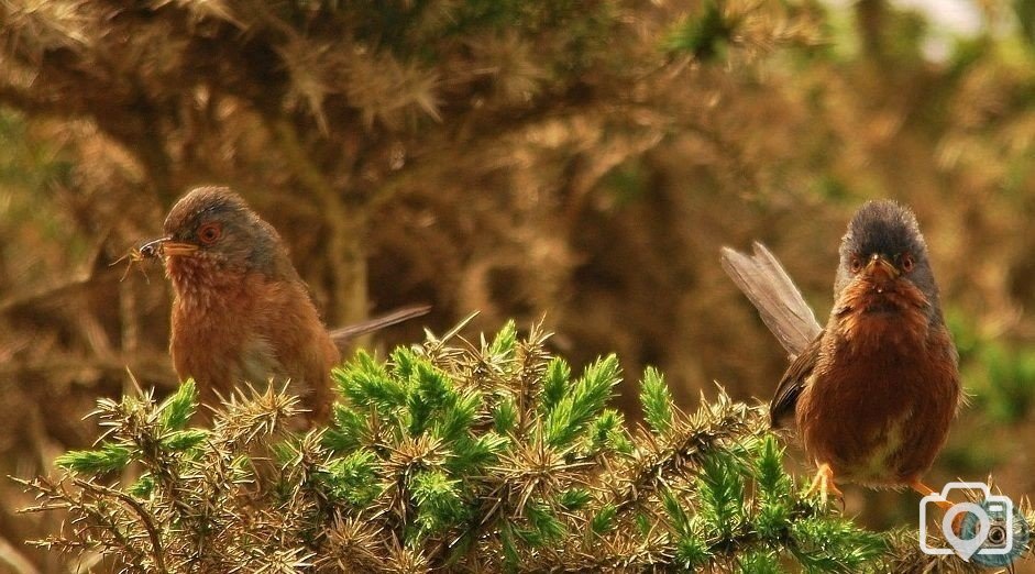 Dartford Warbler