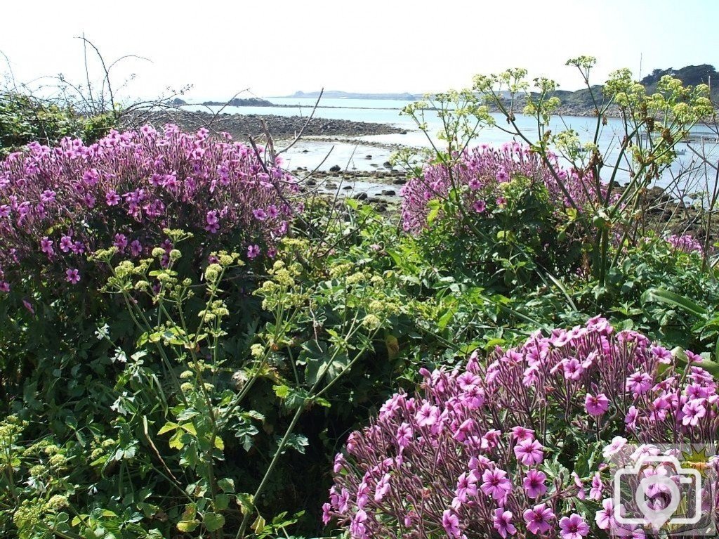 Day Trip to Scilly - 20th April, 2007
