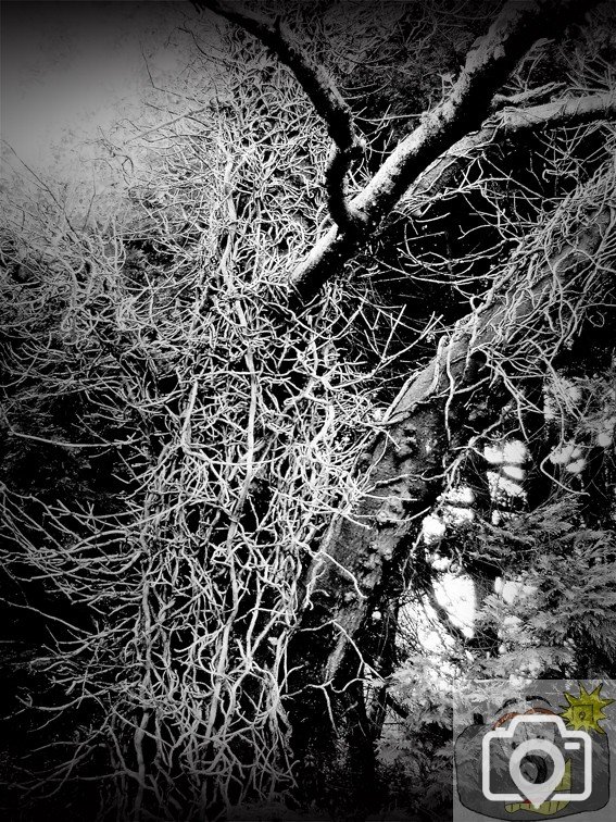 Dead Ivy