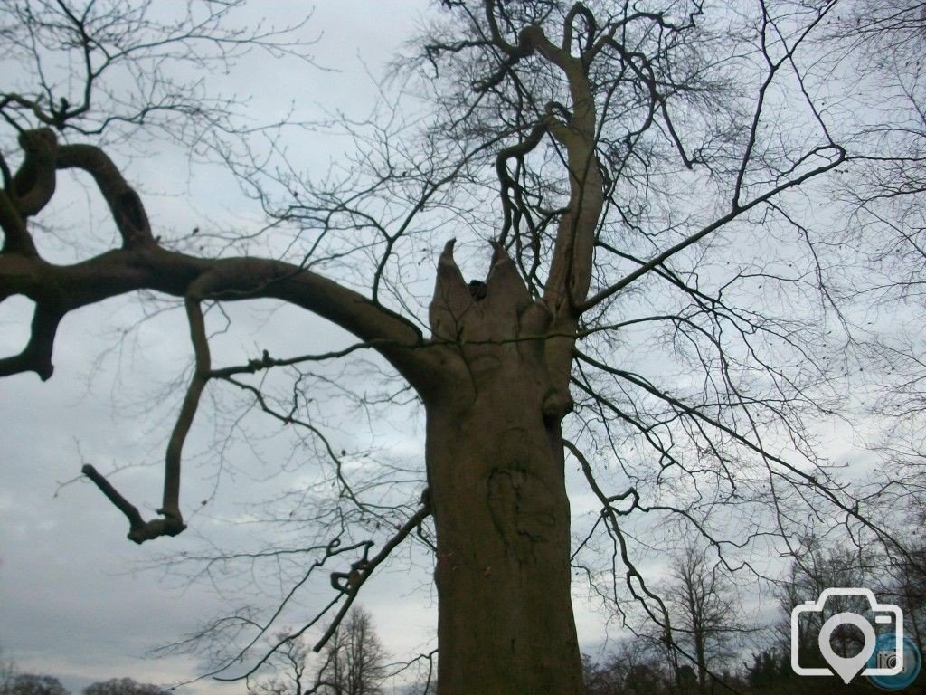 Devil tree in autumn