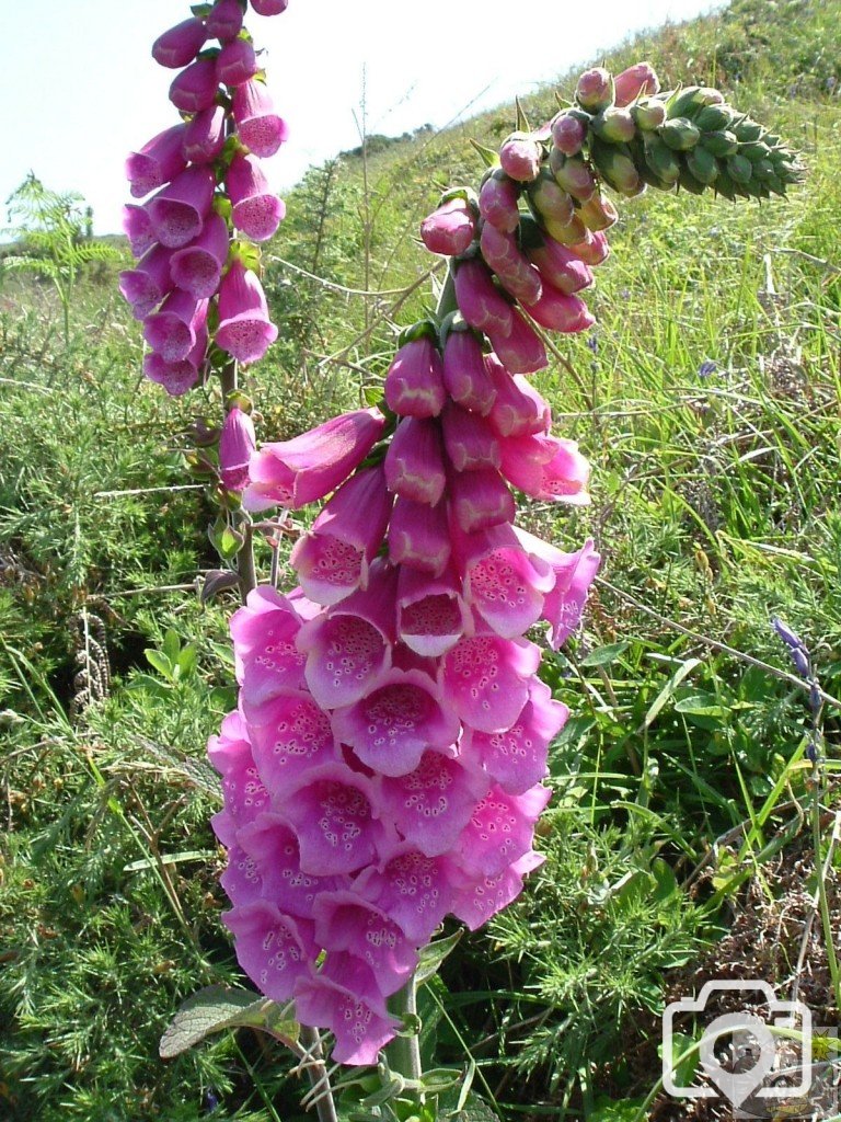 Digitalis Purpurea - Foxglove