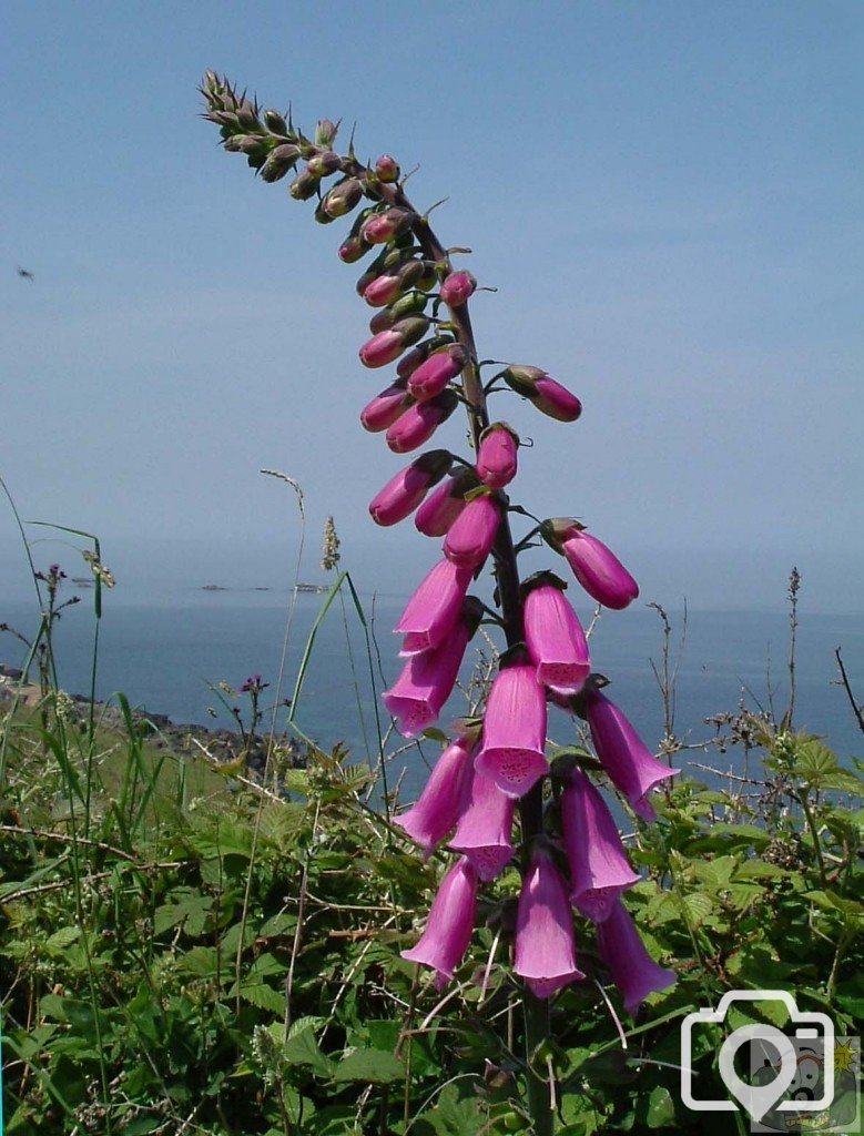 Digitalis Purpurea or the Foxglove - 6th June, 2006