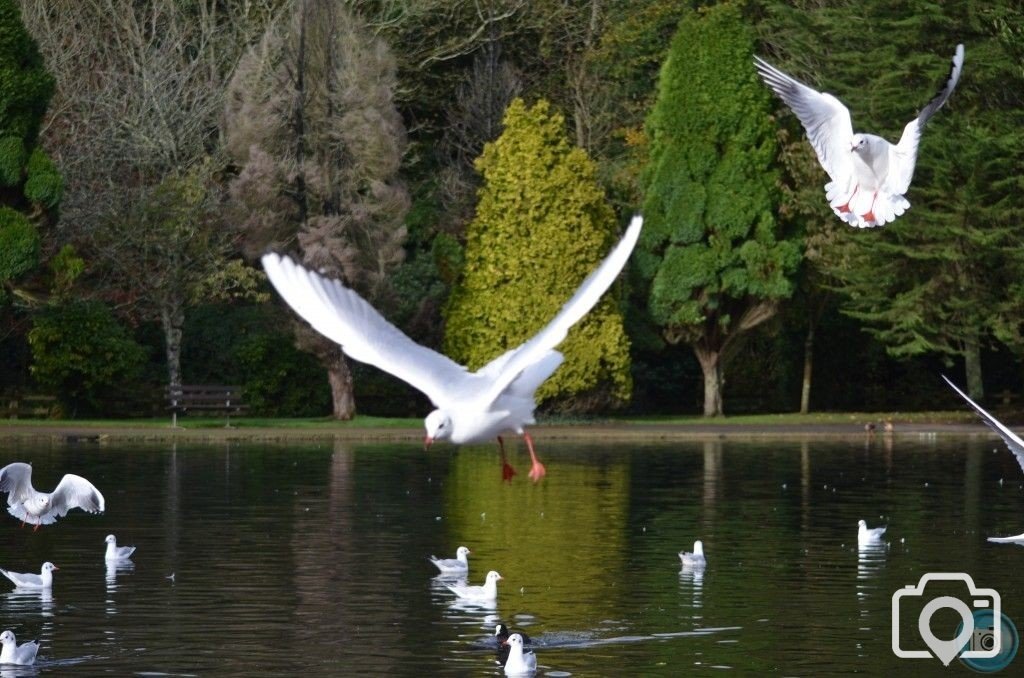 do not feed the seaguls !!