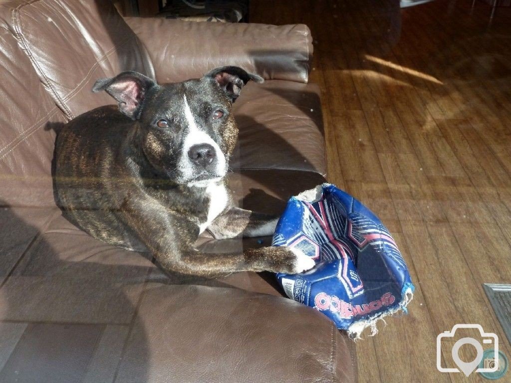 Dog and punctured football!