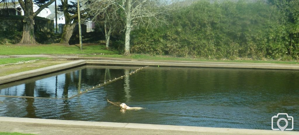 Dog In Water