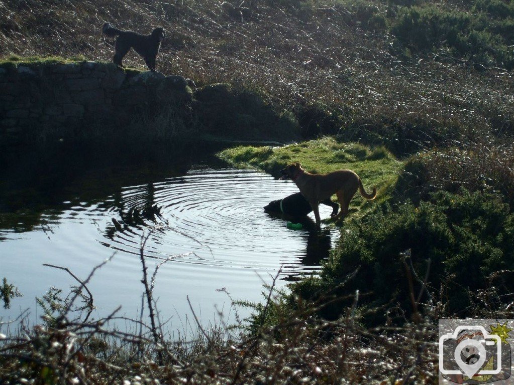 Dogs undaunted by cold water! [Old Pendeen Cliff]