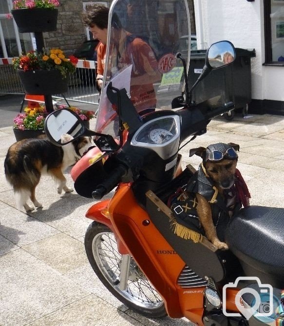 dogs