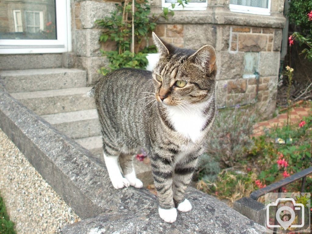 Domestic cat