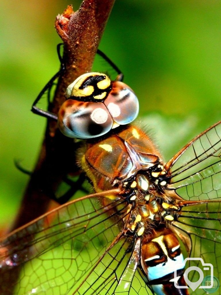Dragonfly, Hawker