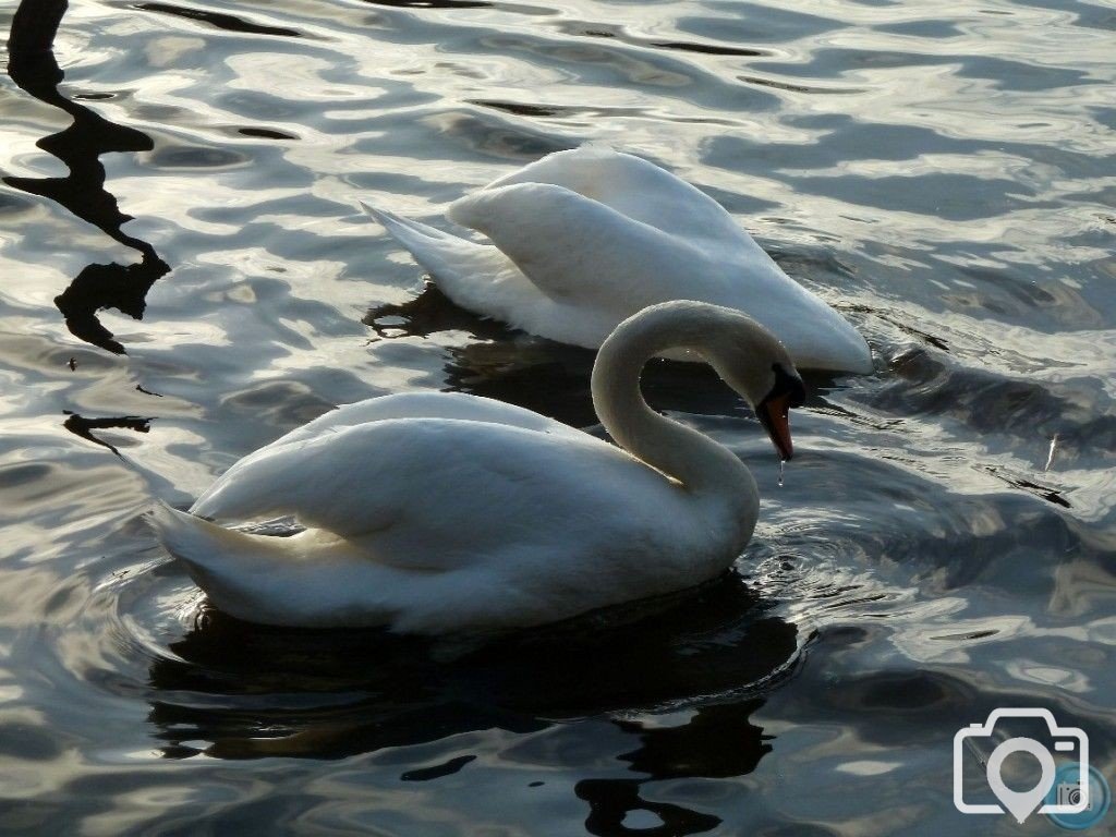 Dribbling Swan!