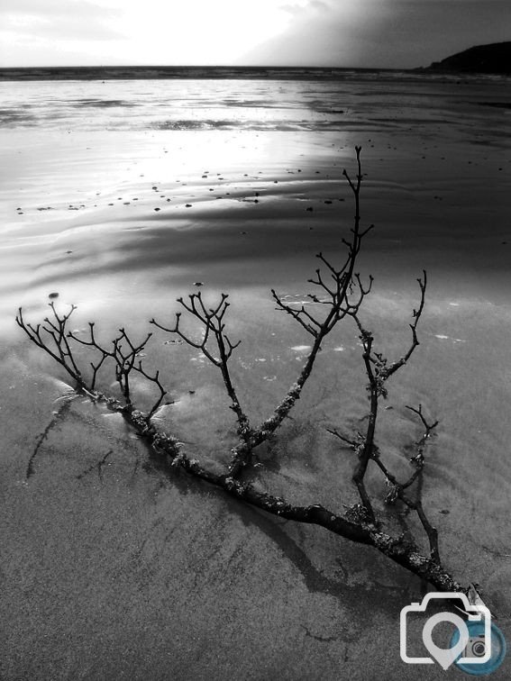 Driftwood