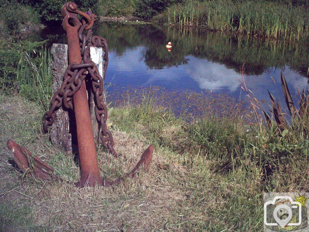 Duck Spotted in Tanglewood near Newbridge