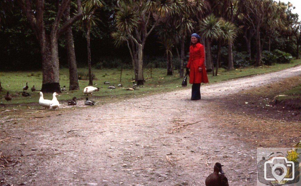 Ducks, near the pond, Tresco Gdns, Scilly