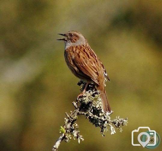 Dunnock