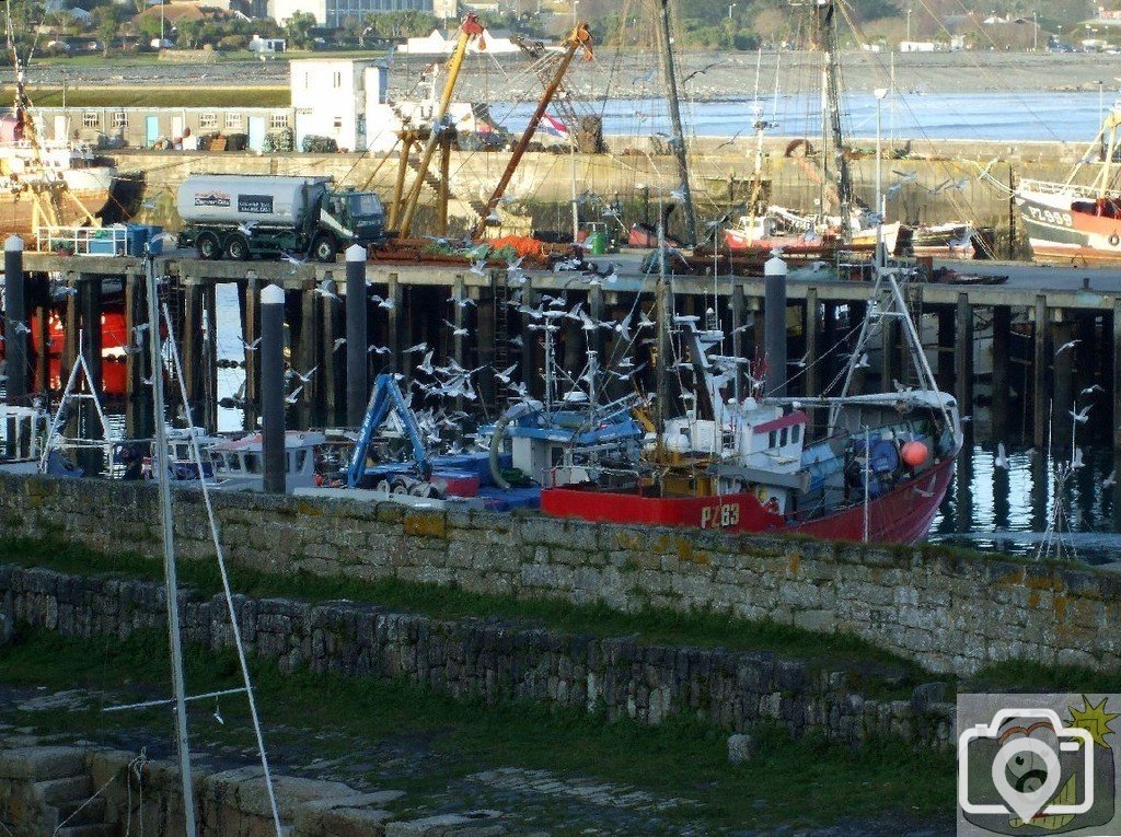 Eager seagulls seek a share of the catch, Newlyn Harbour
