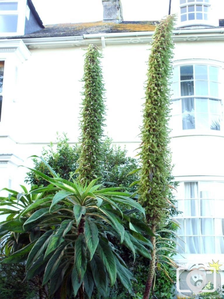 Echium - Clarence Tce, 31st July, 2008