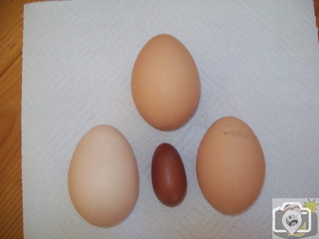 Eggstraordinary