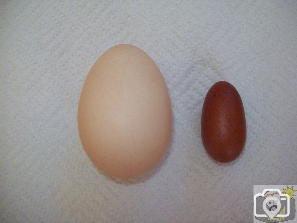 Eggstraordinary