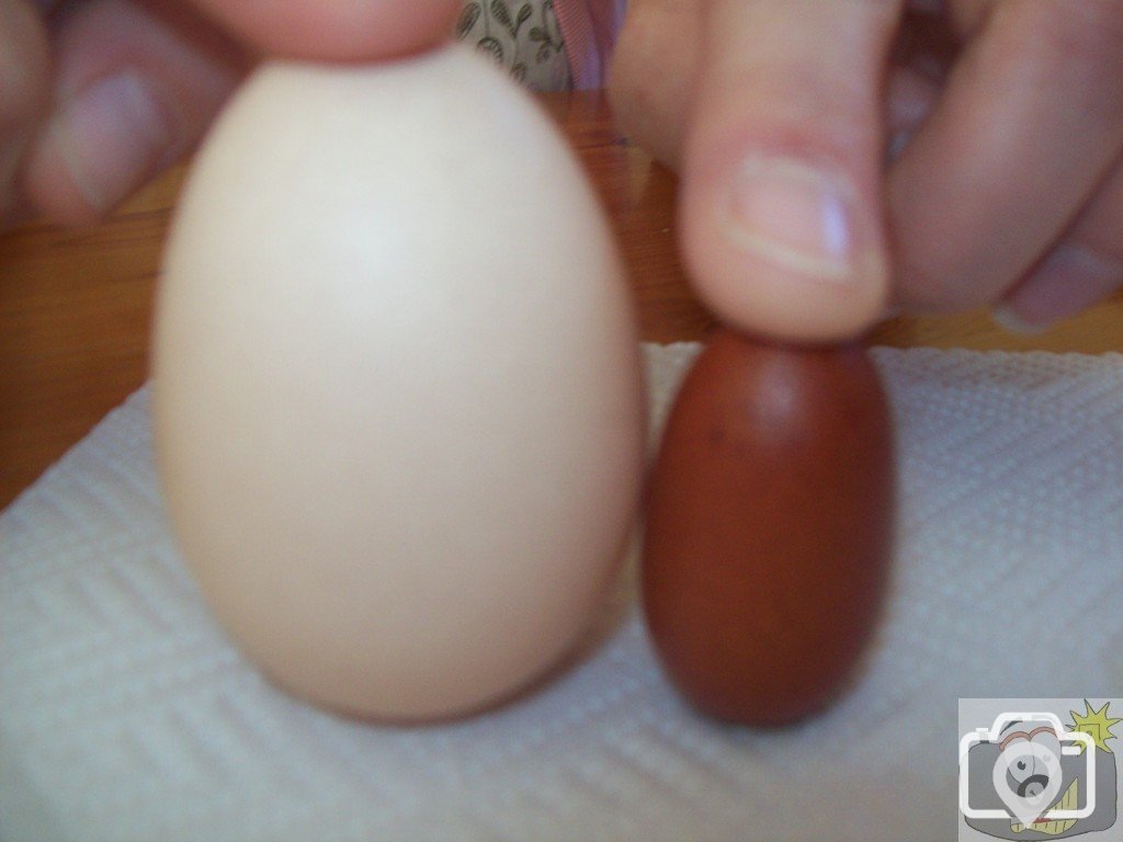 Eggstraordinary