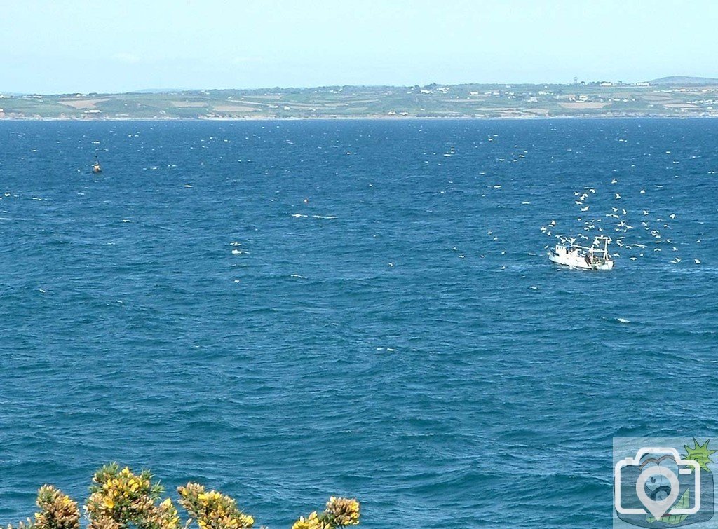 En route for Newlyn: Gulls around fishing boat