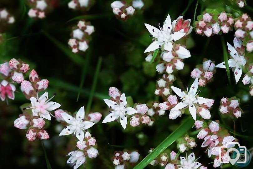 English Stonecrop