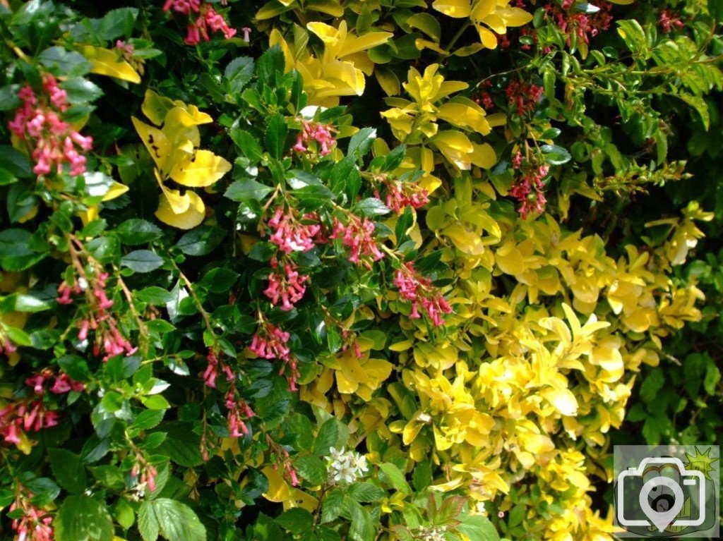 Escalonia and yellow privet - near St John's Church - 6th June, 2009