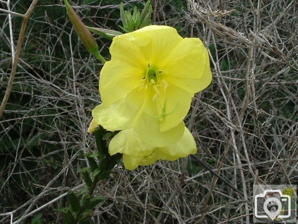 Evening primrose