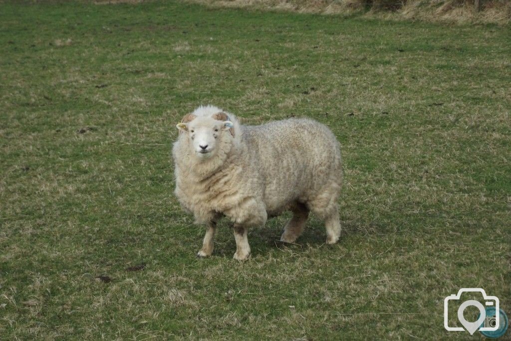 Ewe lookin' at me?