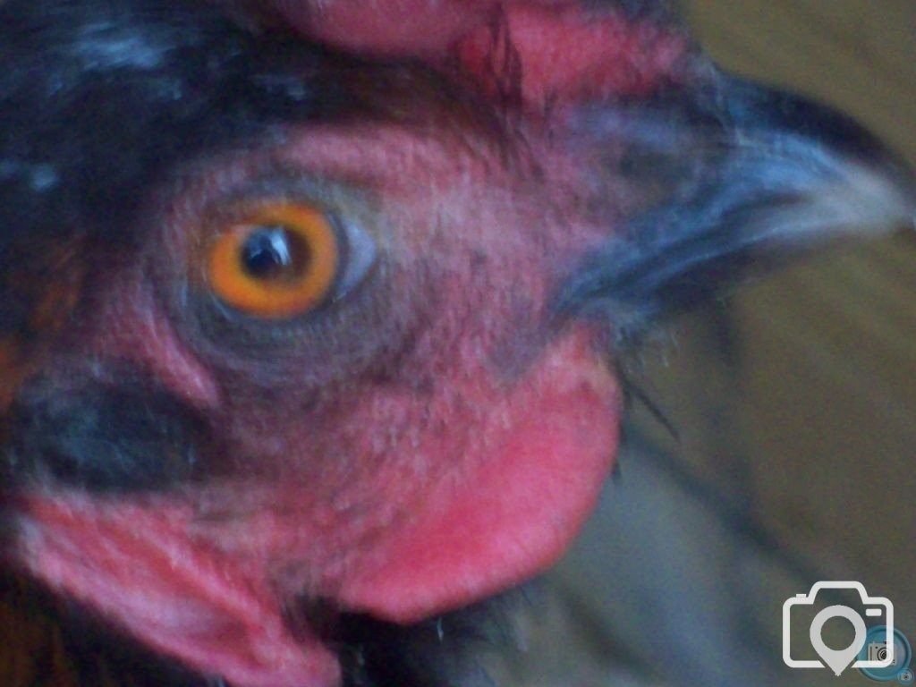 Eye Eye