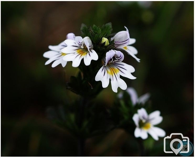 Eyebright