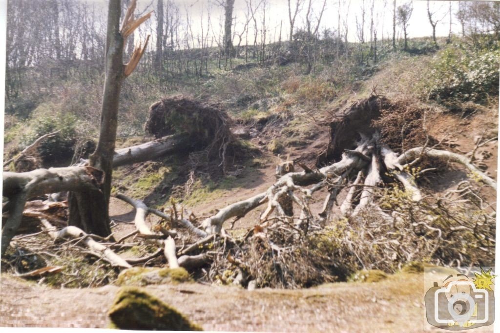 Fallen Trevaylor Trees