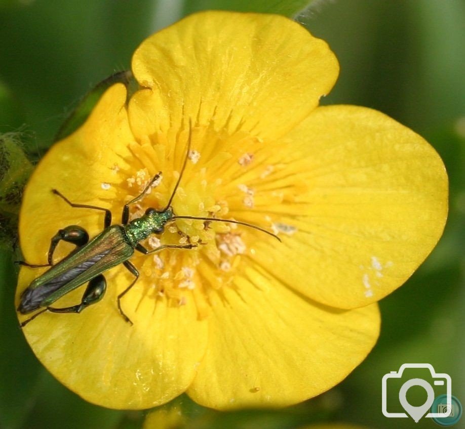 False Oil Beetle