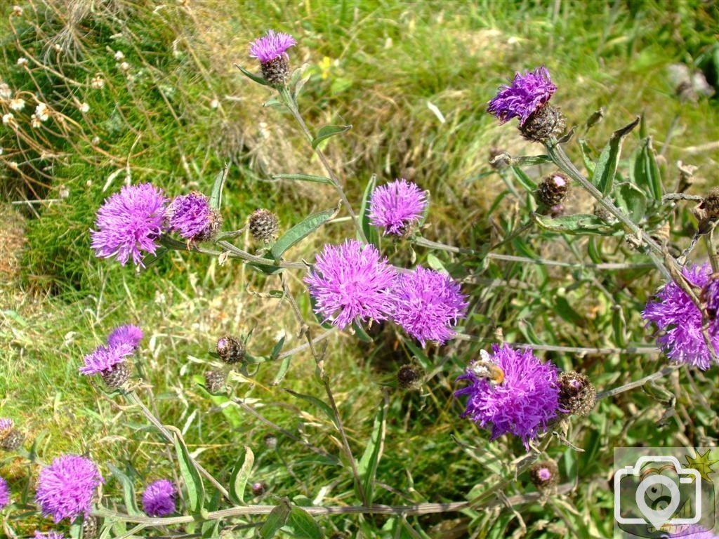 Fauna (something of the thistle family) Levant Mine