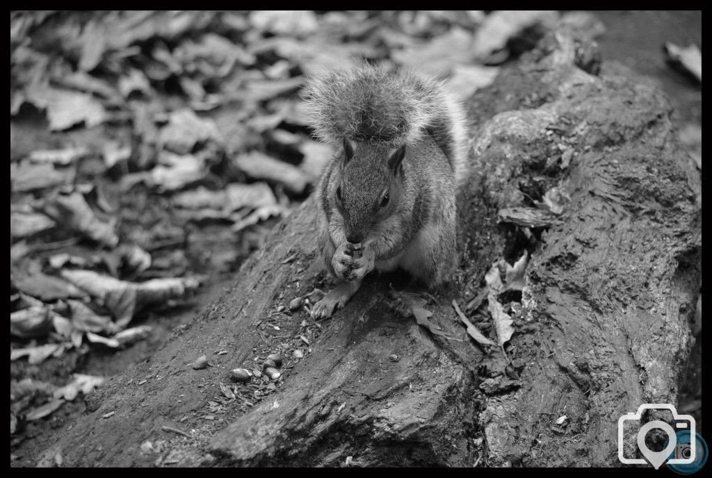 feeding squirrel