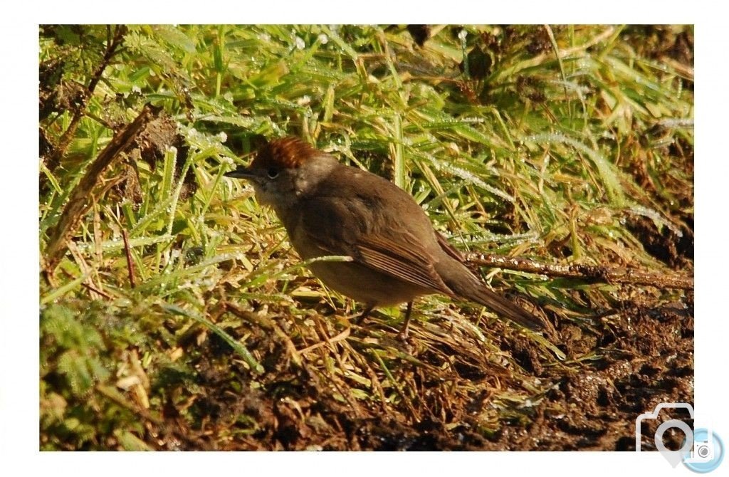 Female Blackcap