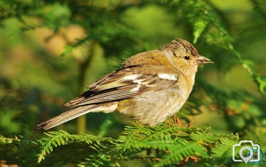 Female Chaffinch