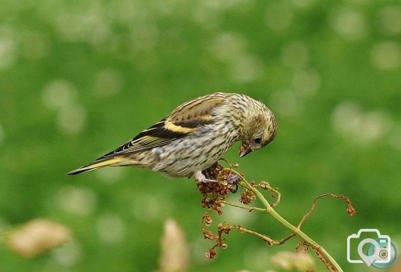 Female Siskin