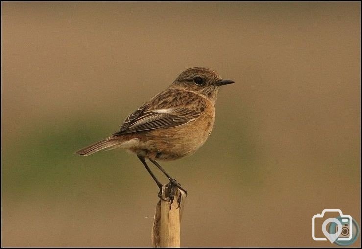 Female Stonechat