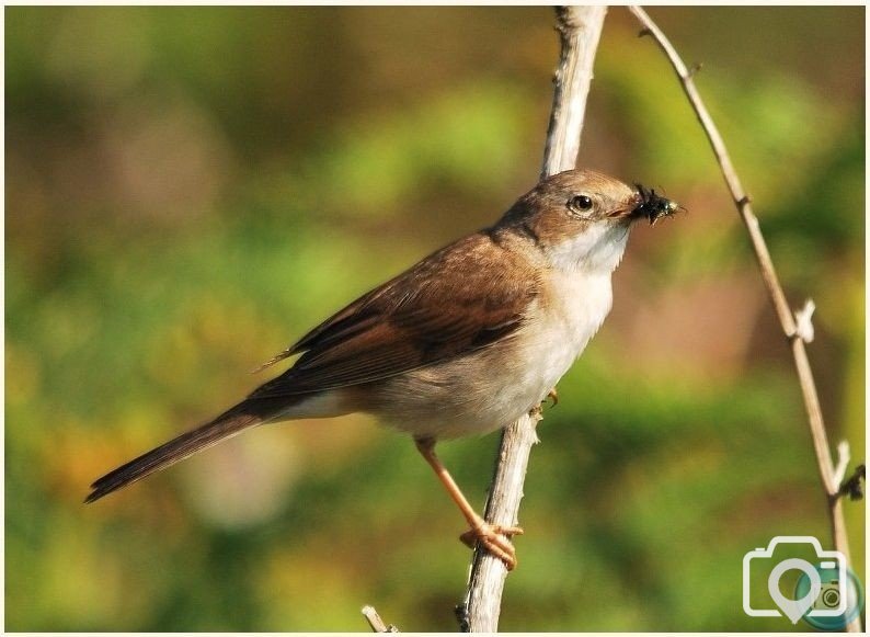 Female Whitethroat