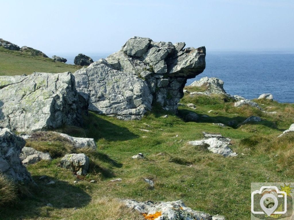 Fetch Rover! Clifftop walk, St Ives, in spring