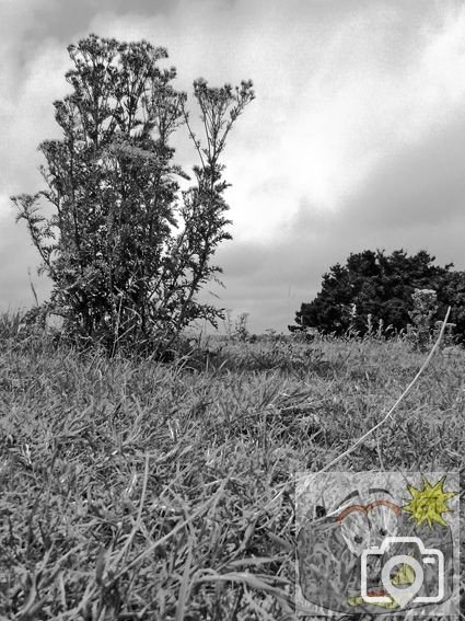 Field